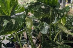 MONSTERA-CONSTELLATION-THAI