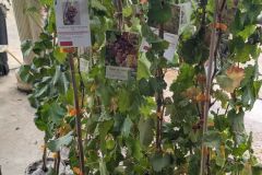 PIED-DE-VIGNE