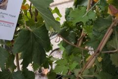 PIED-DE-VIGNES-DE-TABLE