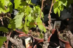 PIEDS-DE-VIGNE