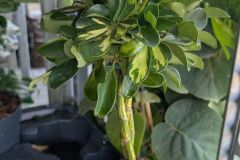 SCHEFFLERA SCHEFFLERA