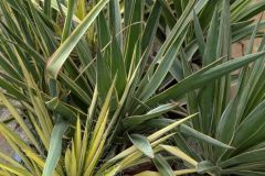 YUCCA-PANACHE-2