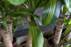 YUCCA-PANACHE YUCCA-PANACHE