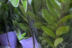 ZAMIOCULCAS ZAMIOCULCAS
