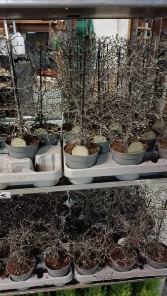 COROCKIA  COTOENEASTER