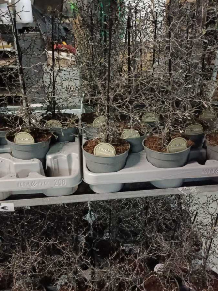 COROCKIA  COTOENEASTER