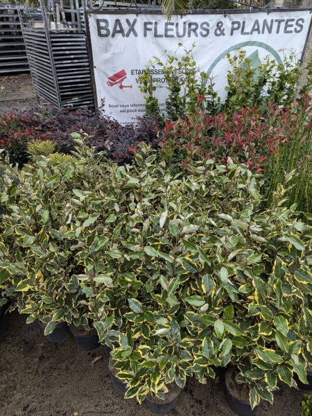 ELEAGNUS-VIVELEG   80/100     12€50