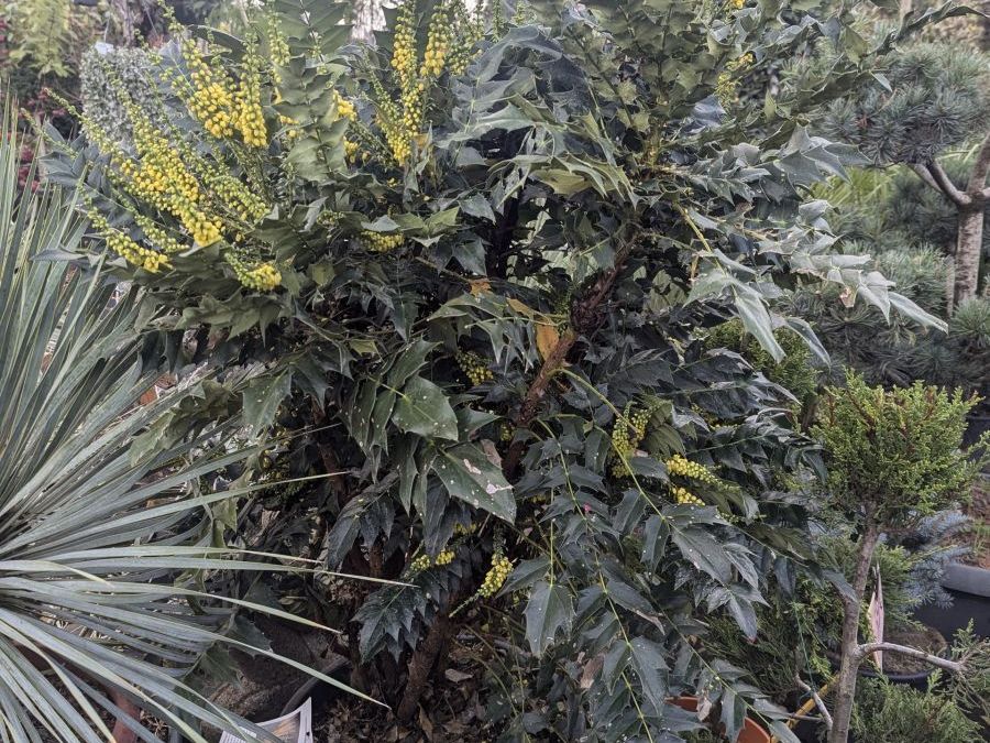 MAHONIA-XL