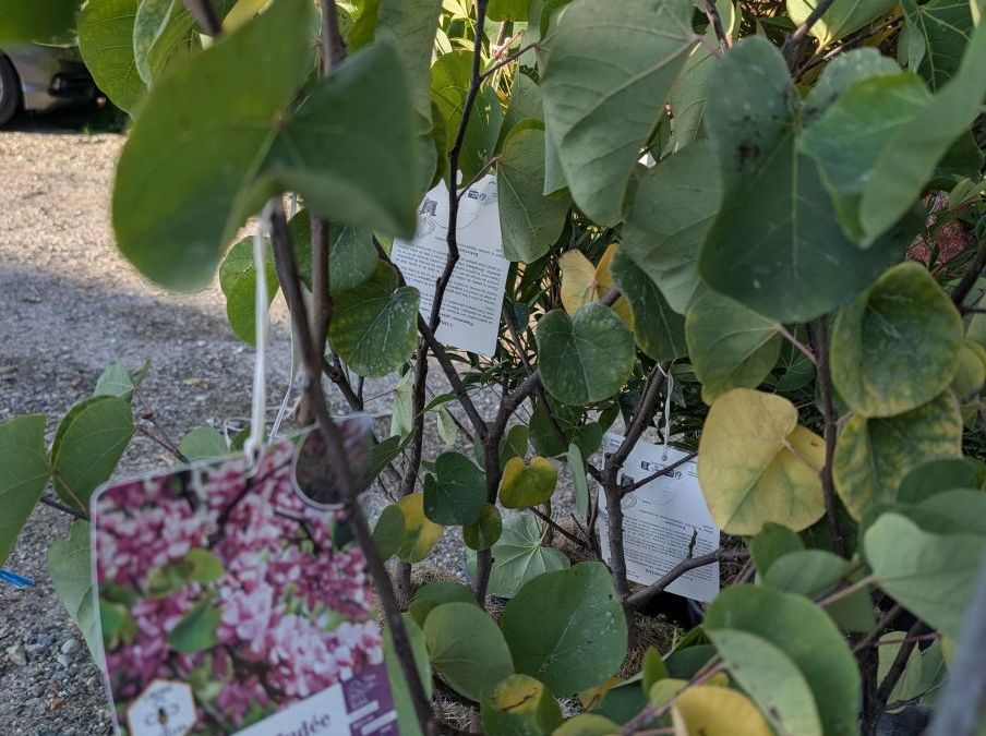 CERCIS-SILiQUASTRUM-ARBRE-DE-JUDEE    19€50