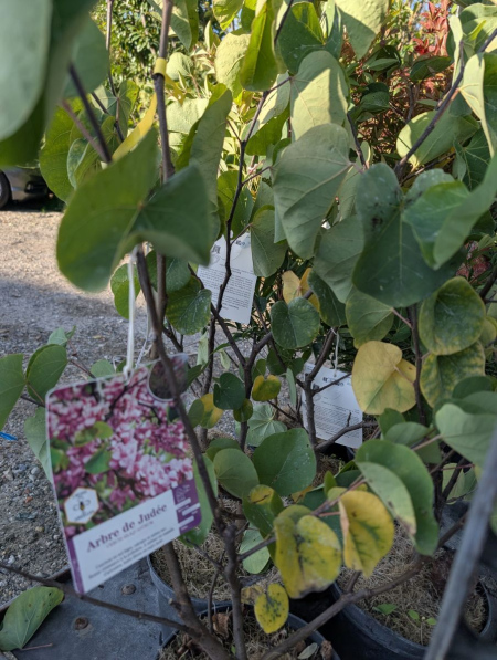 CERCIS-SILiQUASTRUM-ARBRE-DE-JUDEE    19€50