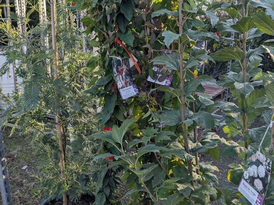 CHEVREFEUILLE-XL  19€