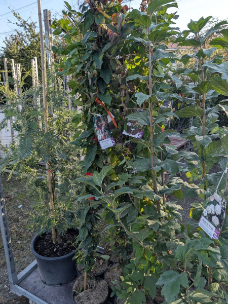 CHEVREFEUILLE-XL  19€