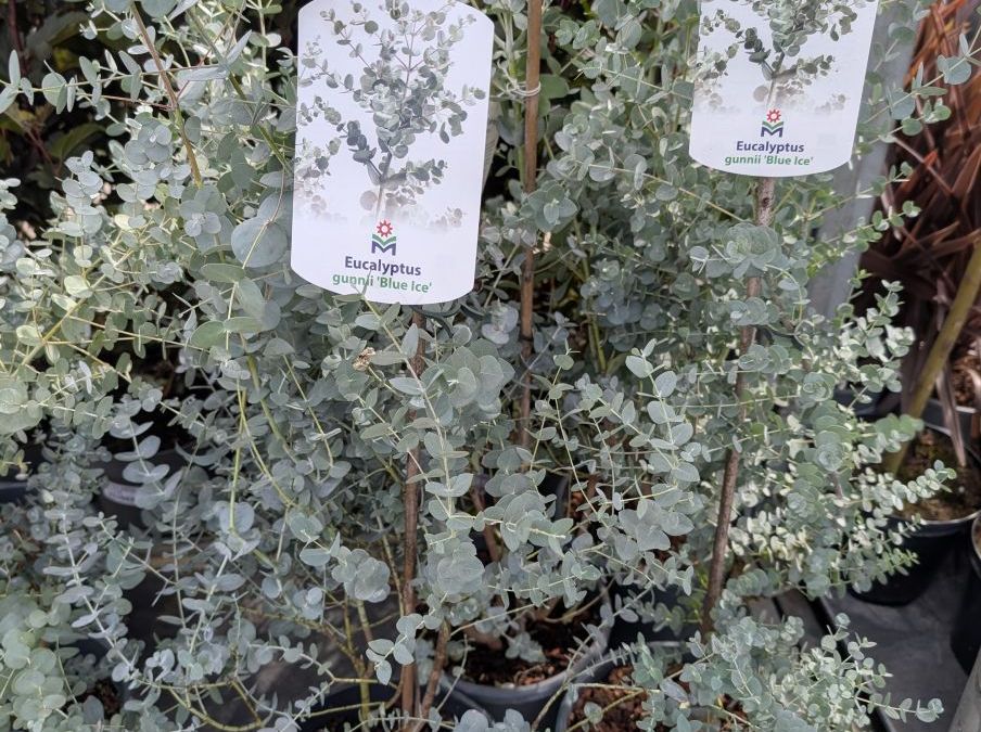 EUCALYPTUS-GUNII-BLUE-ICED    29€90