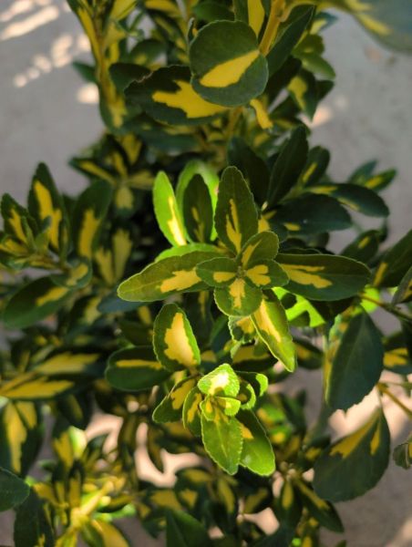 FUSAIN-JAPONICA- AUREO MARGINATUS     x1=9€50     x3=7€50