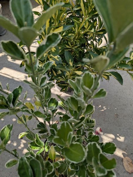 FUSAIN-JAPONICA "bravo"        x1=9€50     x3=7€50