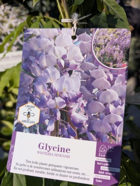 GLYCINE   19€90 GLYCINE   19€90