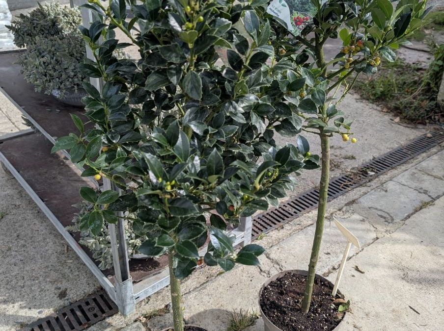 ILEX-MESERVEAE-HOUX-SUR-TIGE     49€