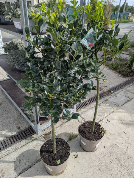 ILEX-MESERVEAE-HOUX-SUR-TIGE     49€