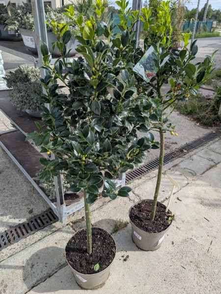 ILEX-MESERVEAE-HOUX-SUR-TIGE     49€