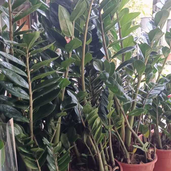 ZAMIOCULCAS - SUJET XL 29€
