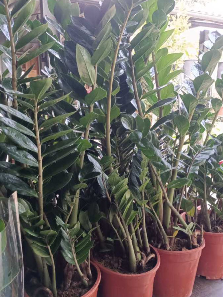 ZAMIOCULCAS - SUJET XL 29€