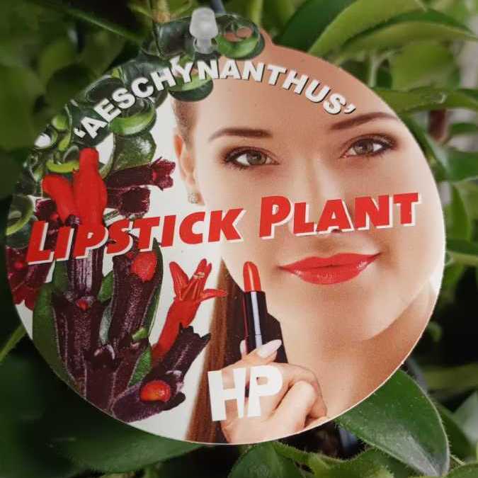 PLANTE ROUGE A LEVRES - 14€50