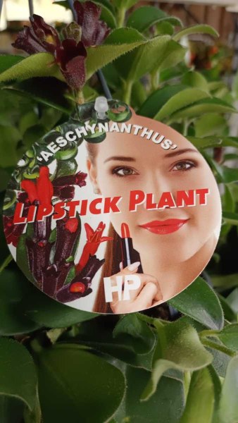 PLANTE ROUGE A LEVRES - 14€50