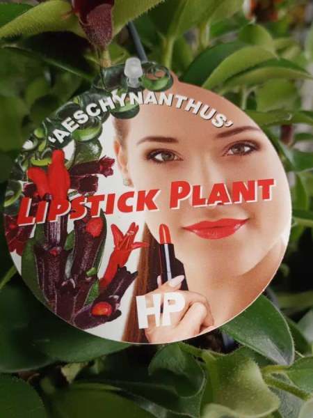 PLANTE ROUGE A LEVRES - 14€50