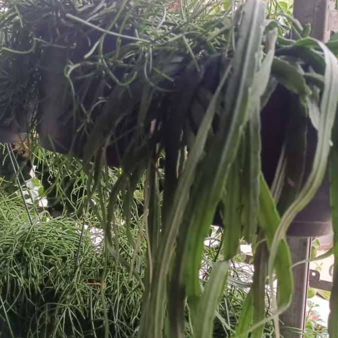 RHIPSALIS 6€50