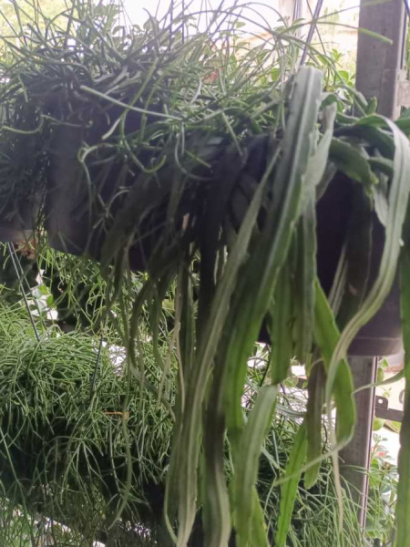 RHIPSALIS 6€50