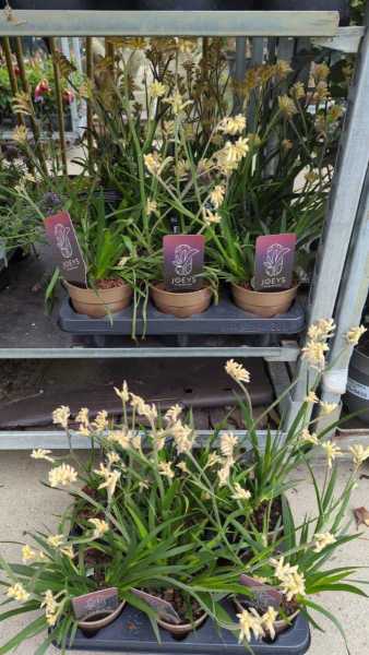 ANIGOZANTHUS - Patte de kangourou  x3 = 3€ x1=6€