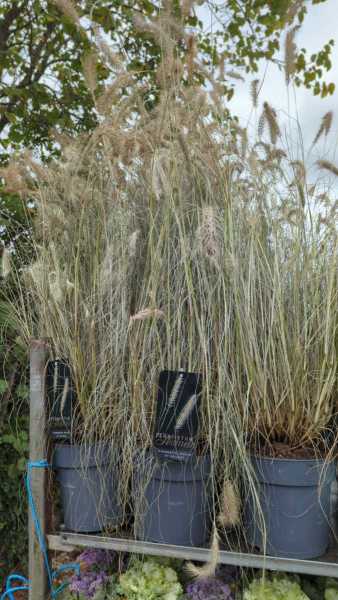 PENNISETUM HAMELIN    x3=6€      x1=9€50