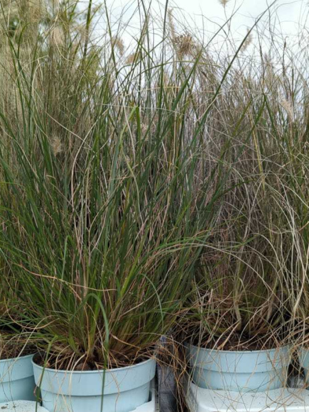 PENNISETUM LITTLE HAMELIN       x3=3€50      x1=7€50