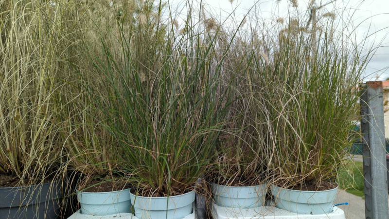 PENNISETUM LITTLE HAMELIN       x3=3€50      x1=7€50