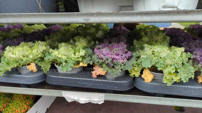 BRASSICA CHOU   A LA PLAQUE 0€40    A L UNITÉ  1€