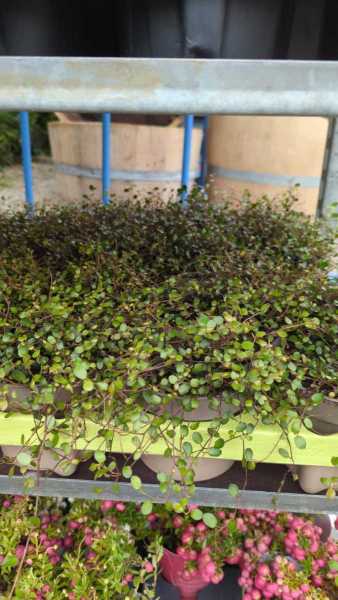 MUHELENBECKIA   3€ MUHELENBECKIA   3€