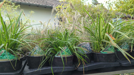 GRAMINEES  MIX   4€50