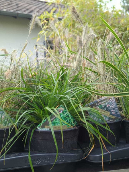 GRAMINEES  MIX   4€50