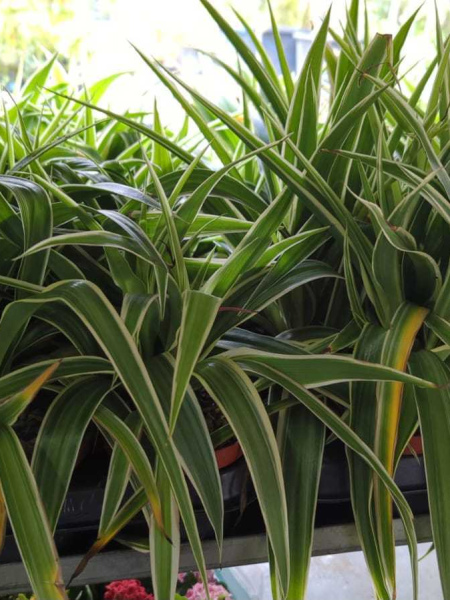 CHLOROPHYTUM   x3=2€    x1=3€