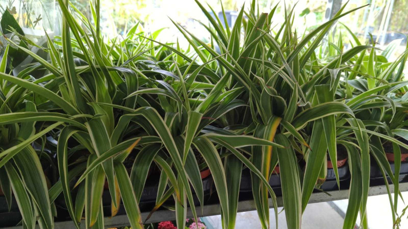 CHLOROPHYTUM   x3=2€    x1=3€