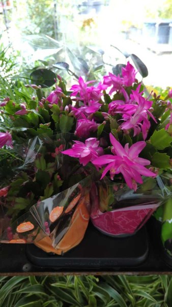 SCHLUMBERGER - CACTUS DE NOEL  3€50