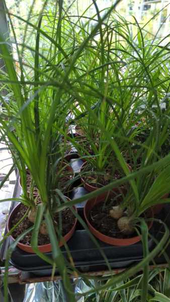 BEAUCARNEA 3€50