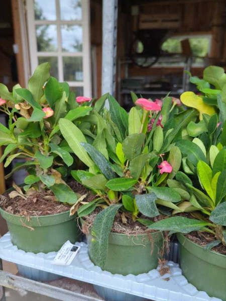 EUPHORBE MILII- EPINES DU CHRIST   8€