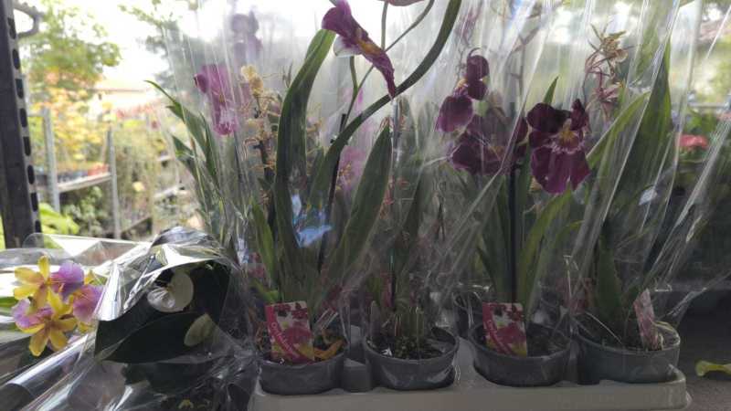 ORCHIDEE MINI    x5=3€50     et 1=6€50