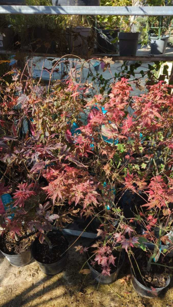 ERABLE DU JAPON beaucoup de variétés disponible à partir de 6€