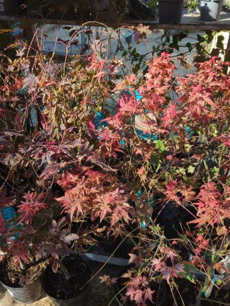 ERABLE DU JAPON beaucoup de variétés disponible à partir de 6€