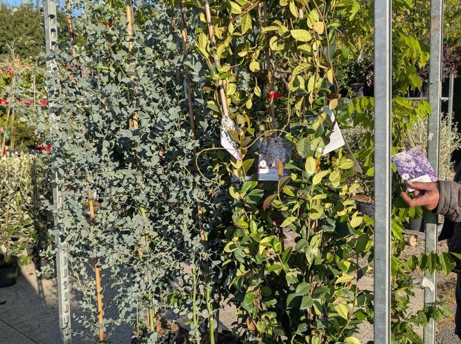 GLYCINE ET JASMIN ETOILE   19€50