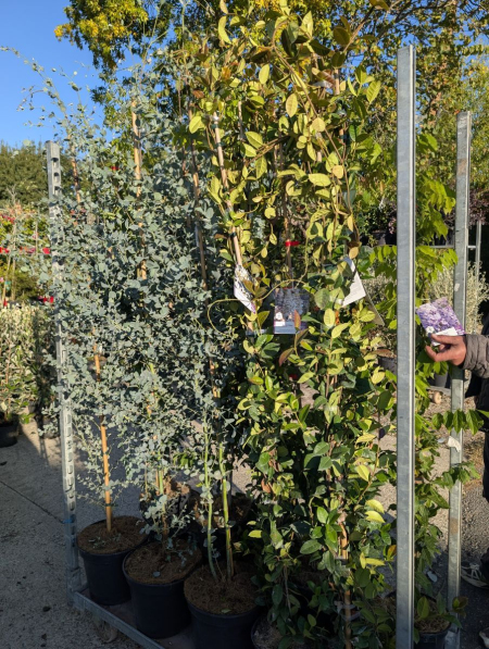 GLYCINE ET JASMIN ETOILE   19€50