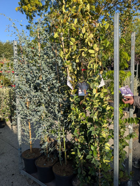 GLYCINE ET JASMIN ETOILE   19€50