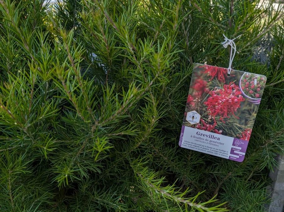 JUNIPERUS-GREVILEA    17€50
